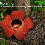 Best-Good-Morning-Flowers-With-Messages-Quotes